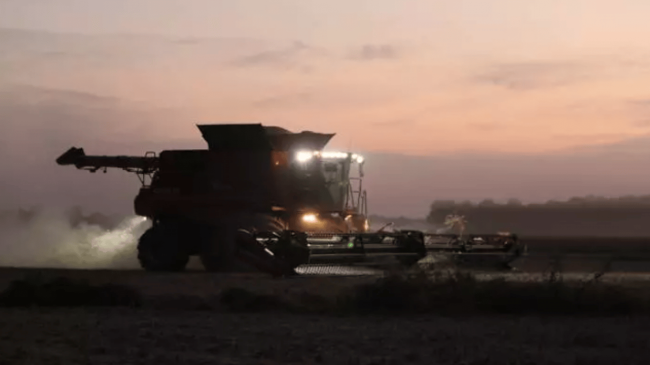 Foto - Ne altın ne de gümüş: Bir koyanın parası 10 kat arttı!