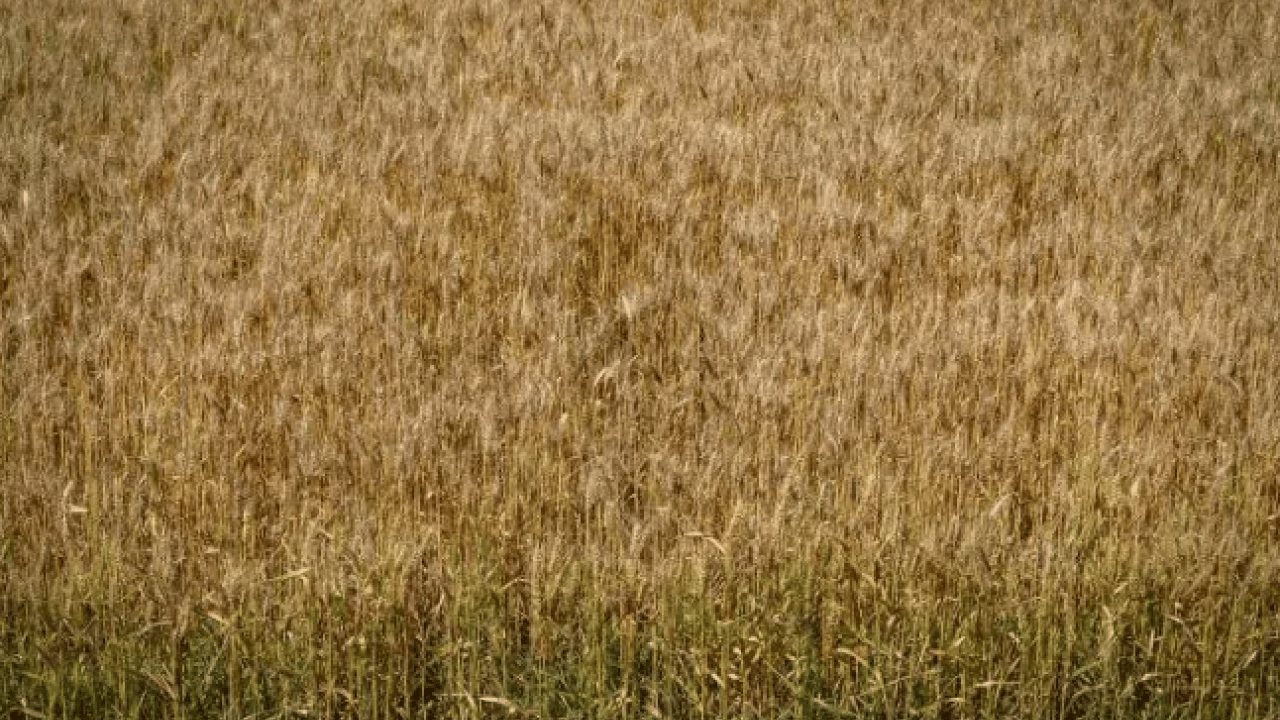 Foto - Ne altın ne de gümüş: Bir koyanın parası 10 kat arttı!