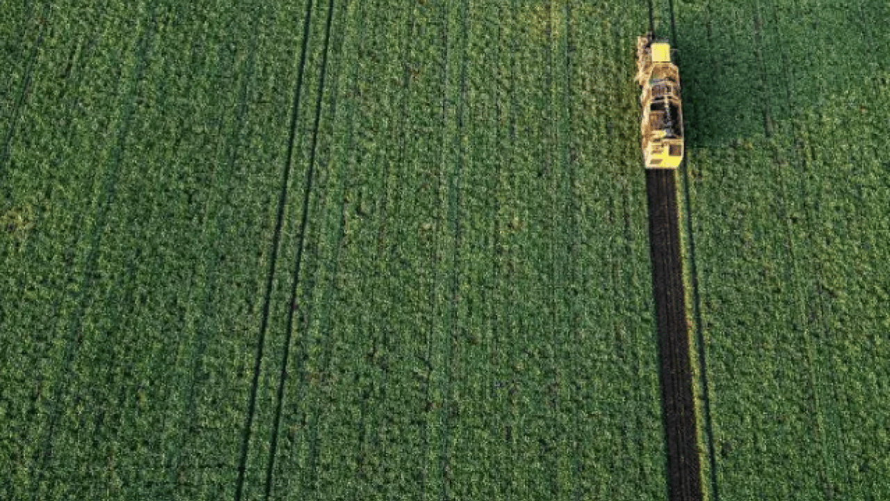 Foto - Ne altın ne de gümüş: Bir koyanın parası 10 kat arttı!