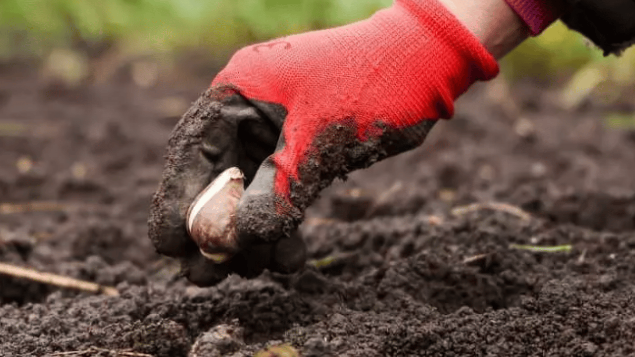 Foto - Ne altın ne de gümüş: Bir koyanın parası 10 kat arttı!