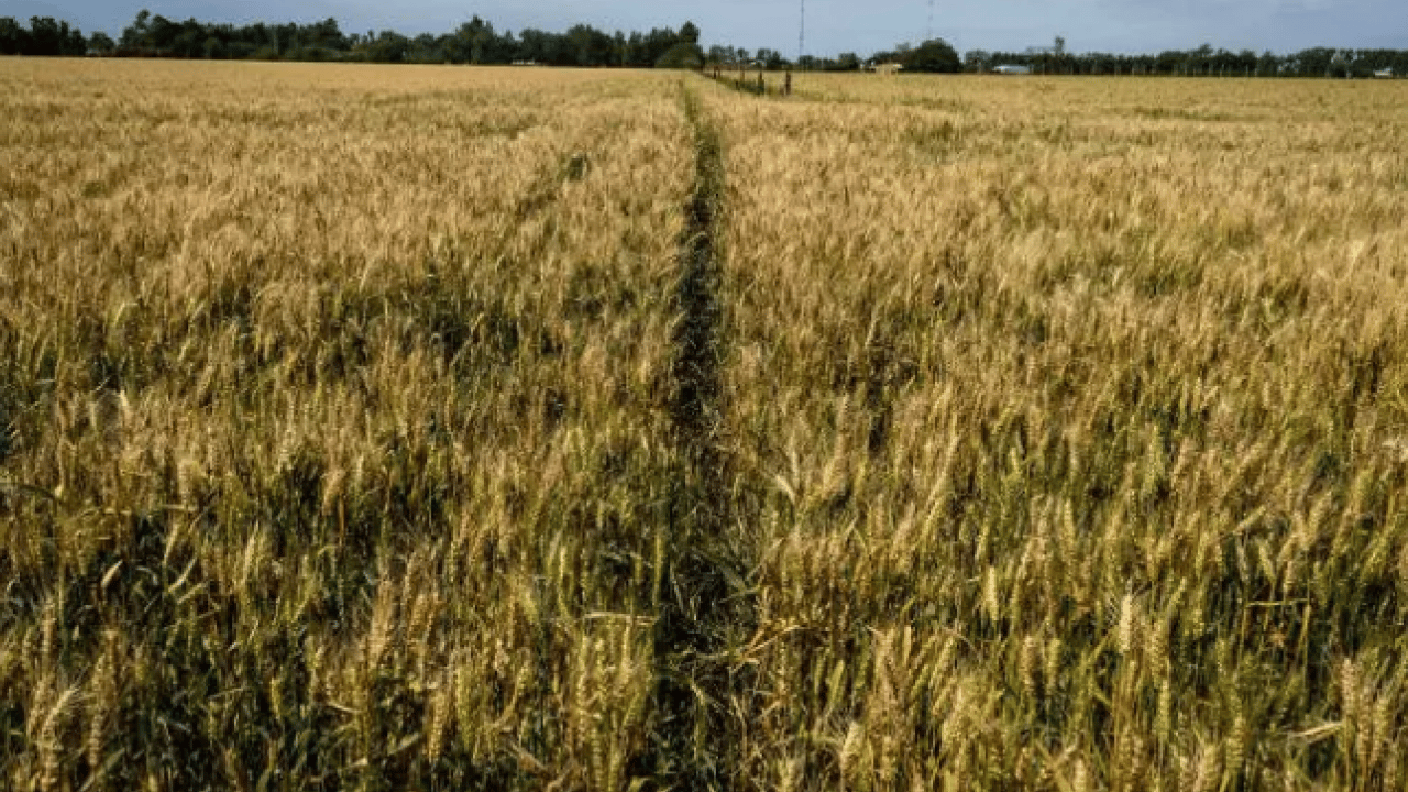 Foto - Ne altın ne de gümüş: Bir koyanın parası 10 kat arttı!