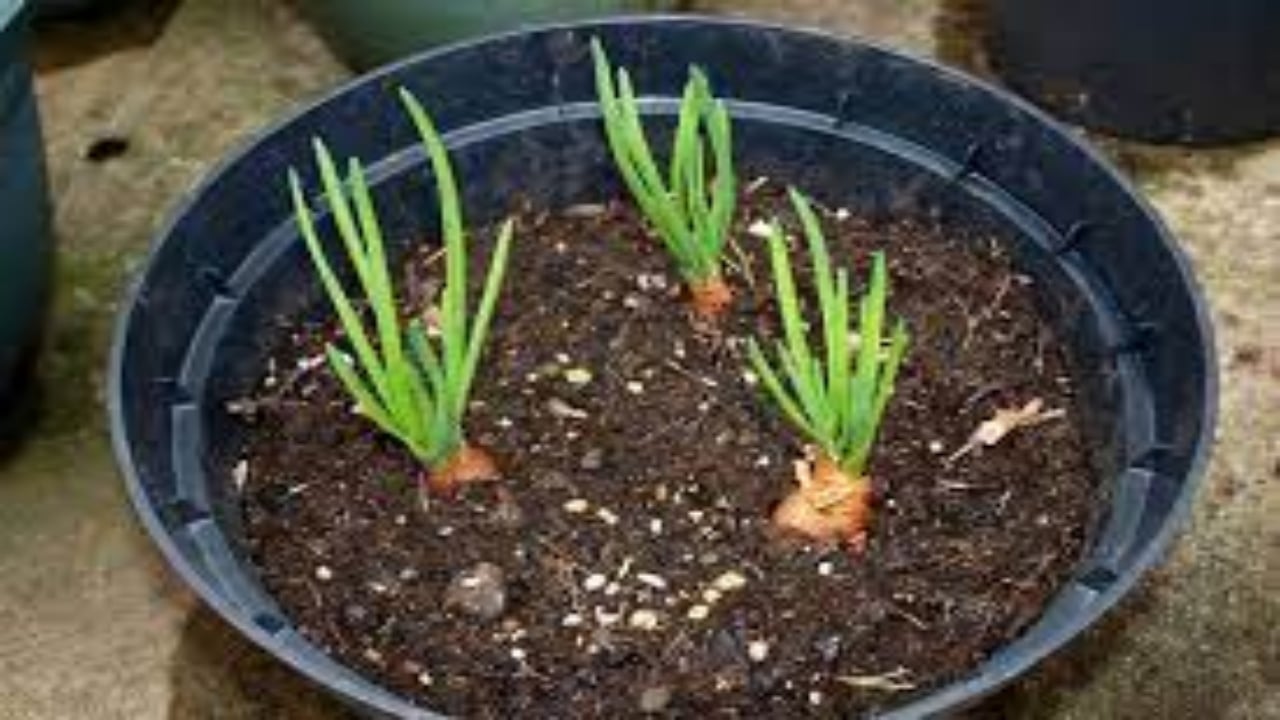 Foto - Ne bahçe istiyor ne tarla! Saksıya sadece bir defa ekin, yıl boyu hasat toplayın