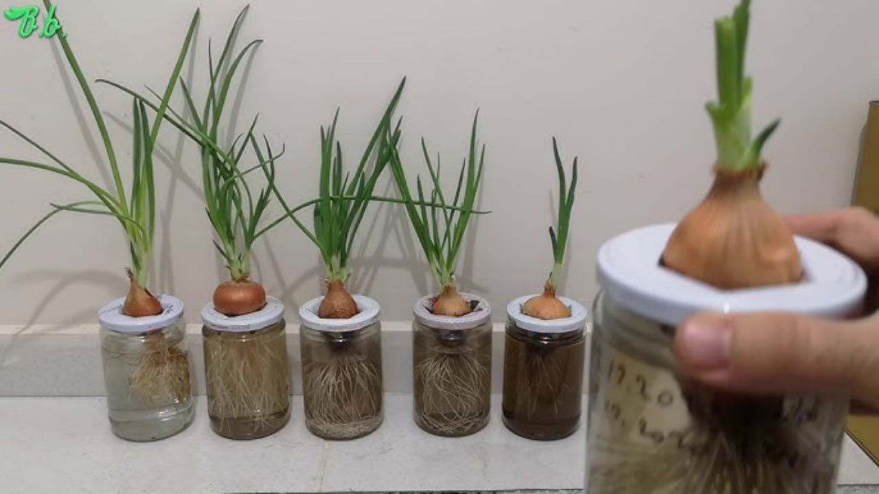 Foto - Ne bahçe istiyor ne tarla! Saksıya sadece bir defa ekin, yıl boyu hasat toplayın