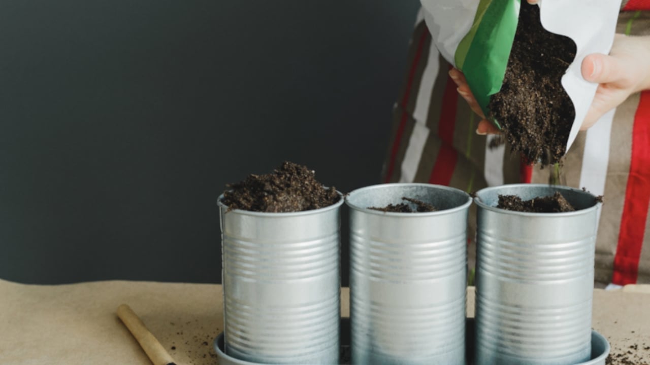 Ne bahçe istiyor ne tarla! Saksıya sadece bir defa ekin, yıl boyu hasat toplayın