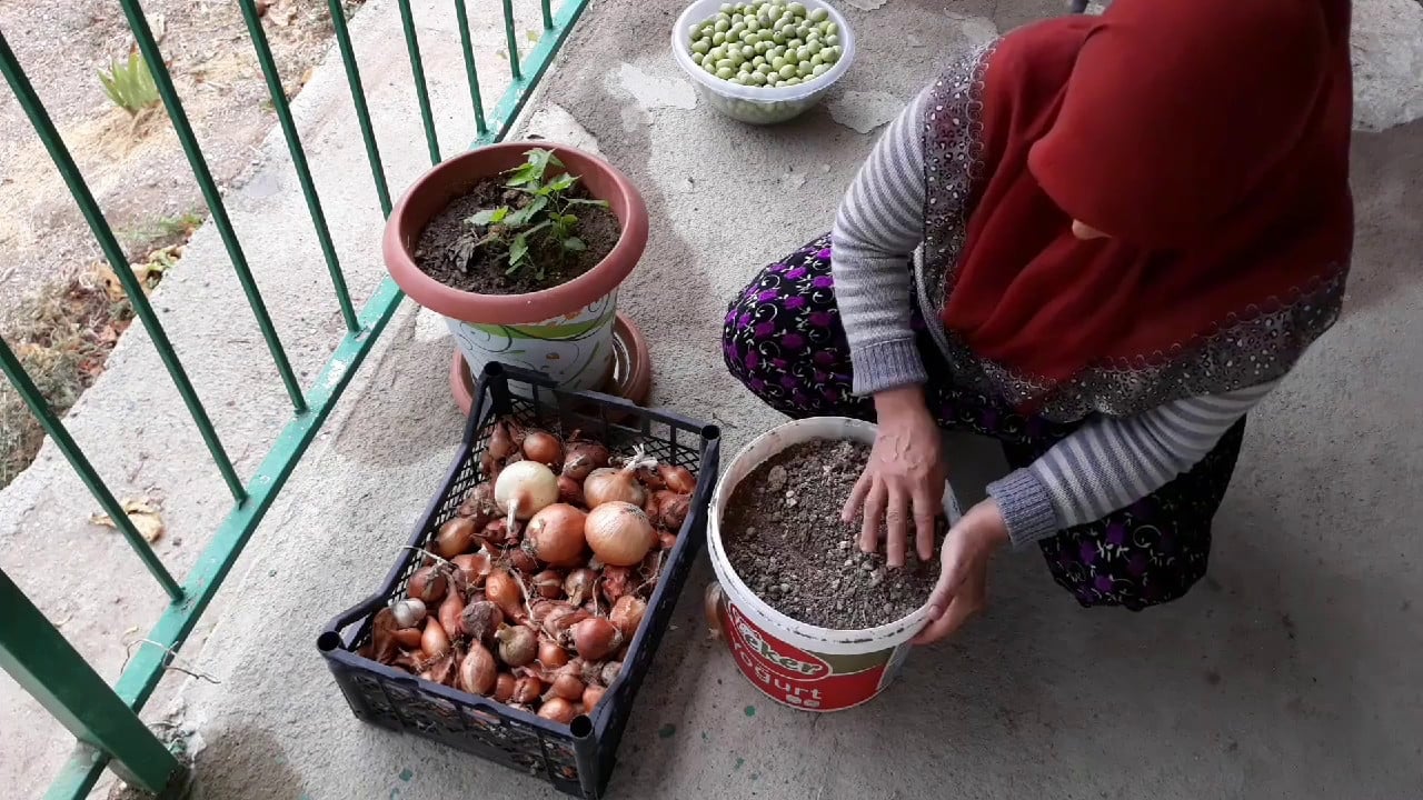 Foto - Ne bahçe istiyor ne tarla! Saksıya sadece bir defa ekin, yıl boyu hasat toplayın