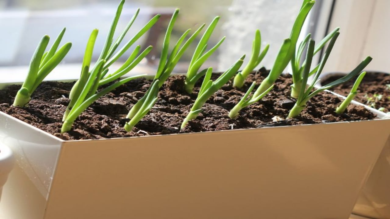 Foto - Ne bahçe istiyor ne tarla! Saksıya sadece bir defa ekin, yıl boyu hasat toplayın