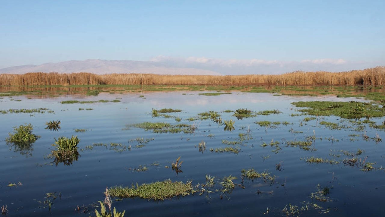Foto - Ne balık kaldı ne kurbağa! Eber Gölü’nde hayat bitti