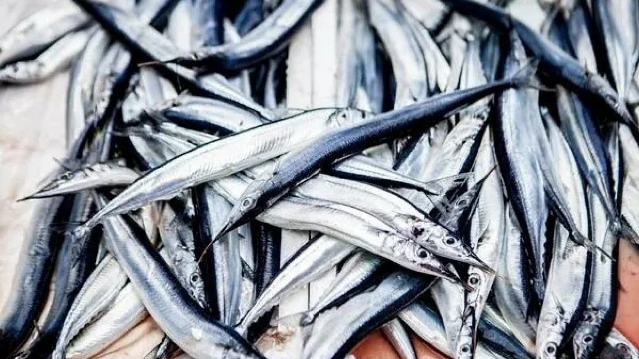 Foto - Ne hamsi ne lüfer: En sağlıklı balık o çıktı