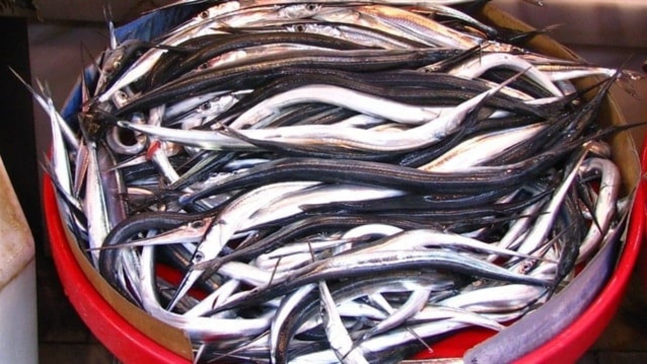 Foto - Ne hamsi ne lüfer: En sağlıklı balık o çıktı