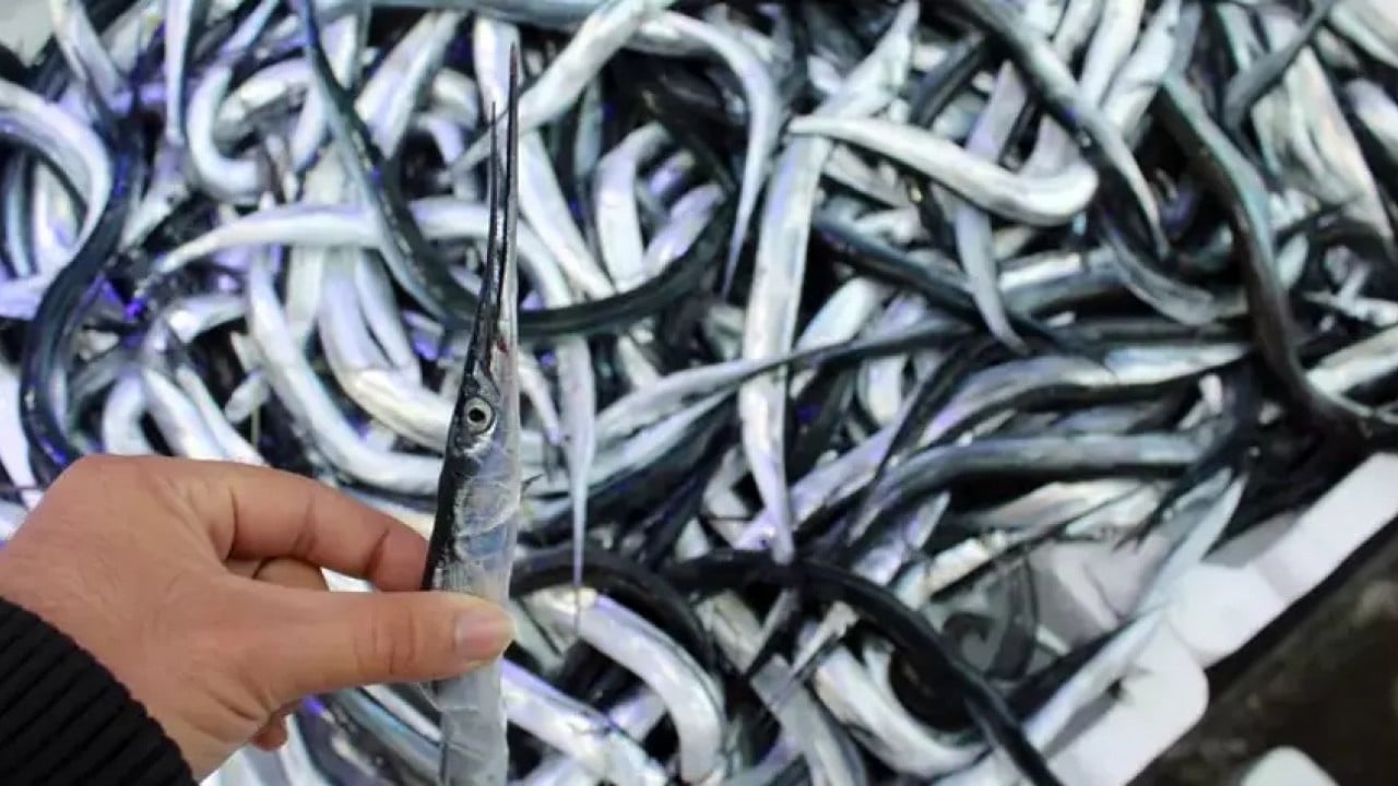 Foto - Ne hamsi ne lüfer: En sağlıklı balık o çıktı