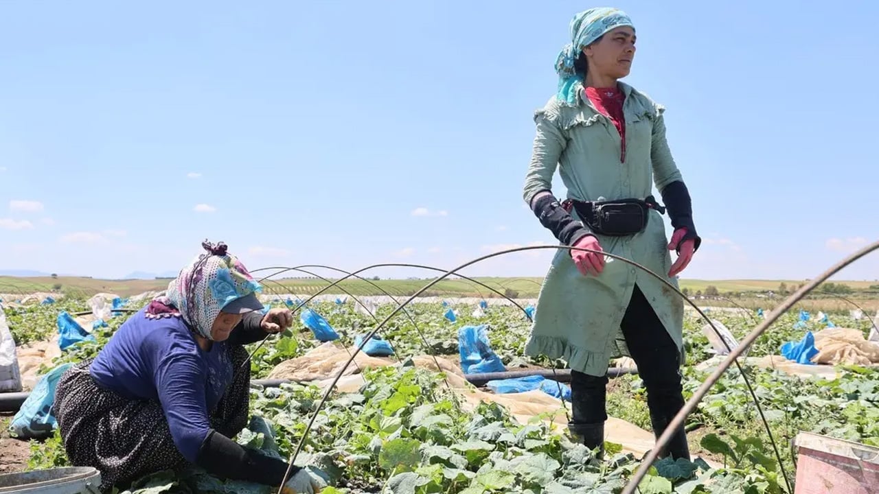 Foto - Ne kavun ne çilek... Serinlemek için görenler hemen alıyor: 10 liradan satılıyor! Tamamen serinletiyor