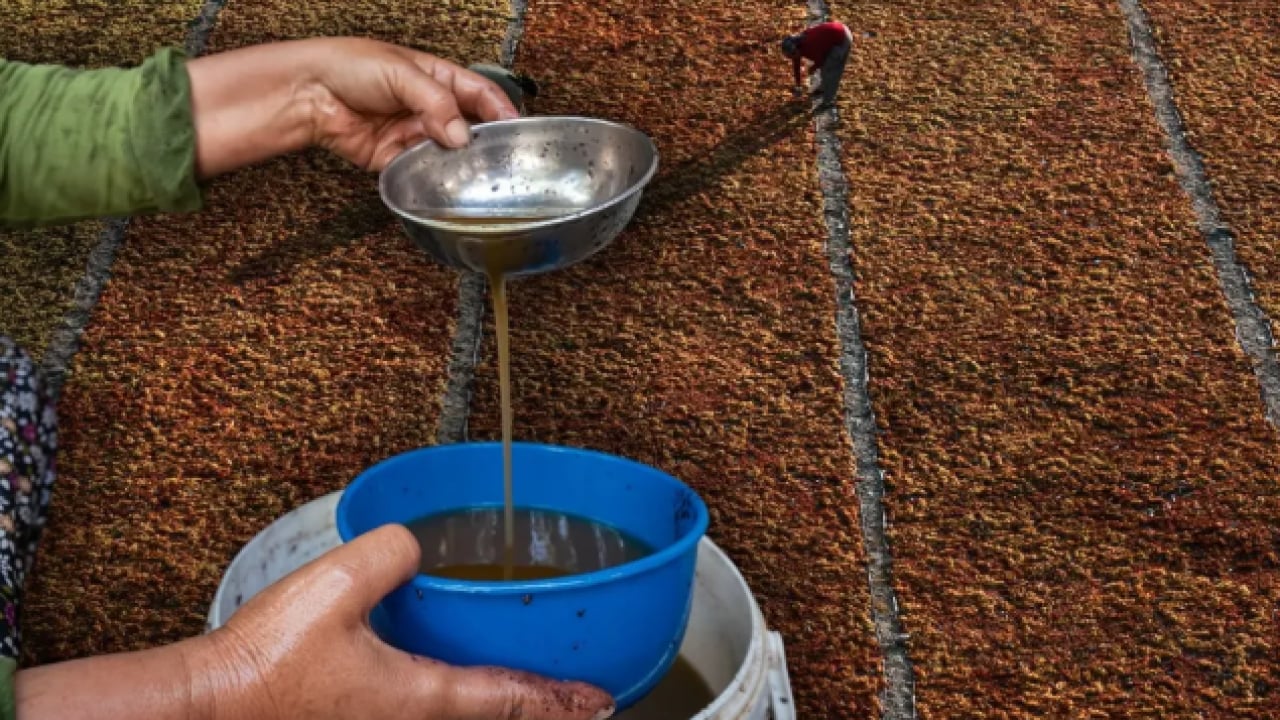 Foto - Ne kefir ne kayısı: Bağırsakları motor gibi çalıştırıyor!