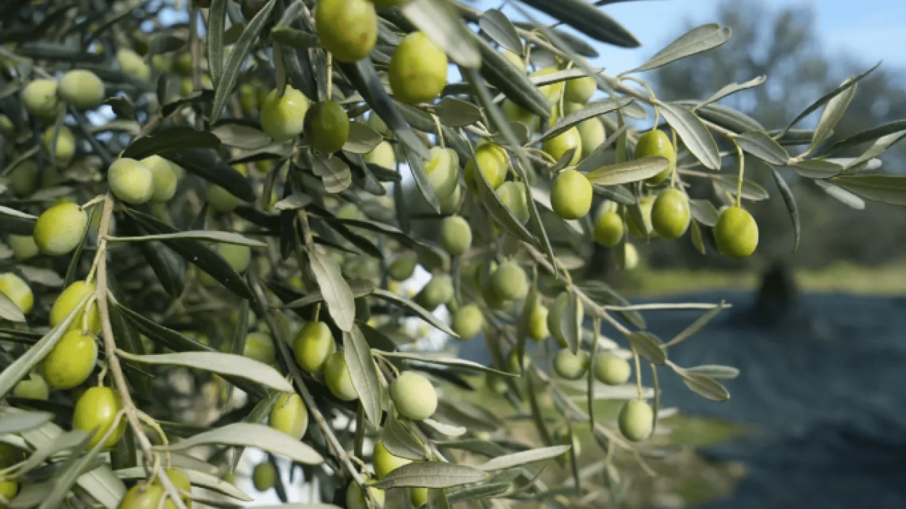 Foto - Ne kefir ne kayısı: Bağırsakları motor gibi çalıştırıyor!