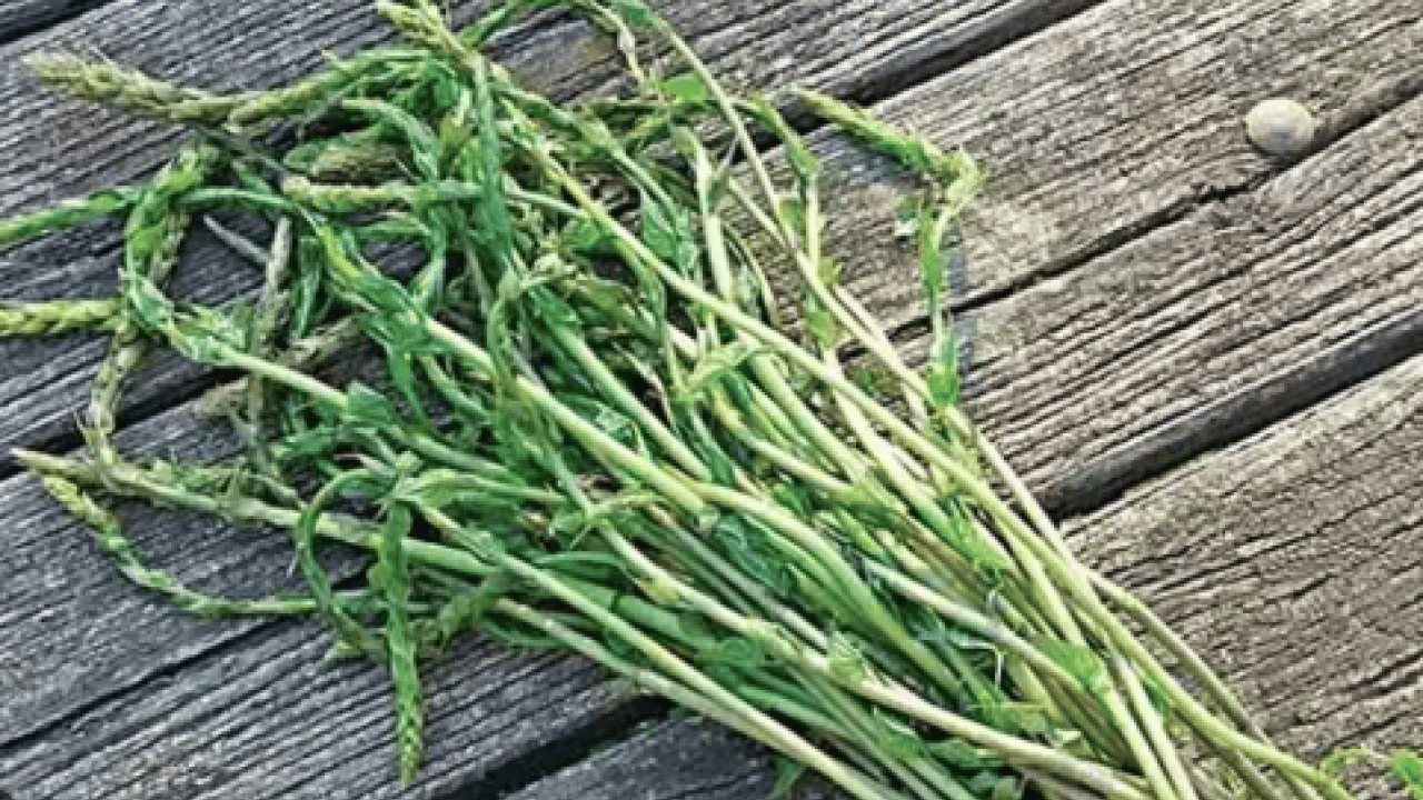 Foto - Kemik ağrısı ve romatizmadan eser kalmıyor! Kilosu sadece 150 TL!