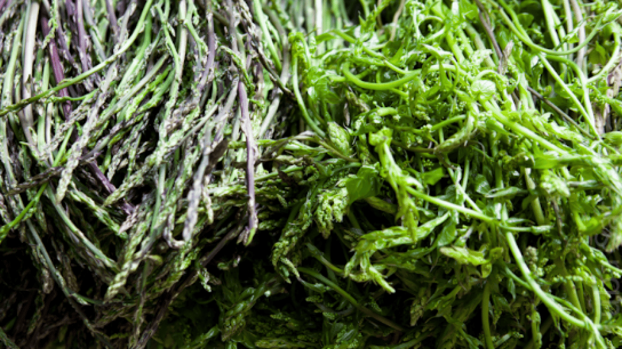 Foto - Kemik ağrısı ve romatizmadan eser kalmıyor! Kilosu sadece 150 TL!