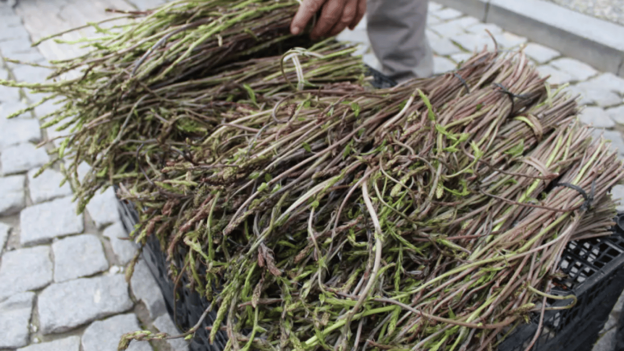 Kemik ağrısı ve romatizmadan eser kalmıyor! Kilosu sadece 150 TL!