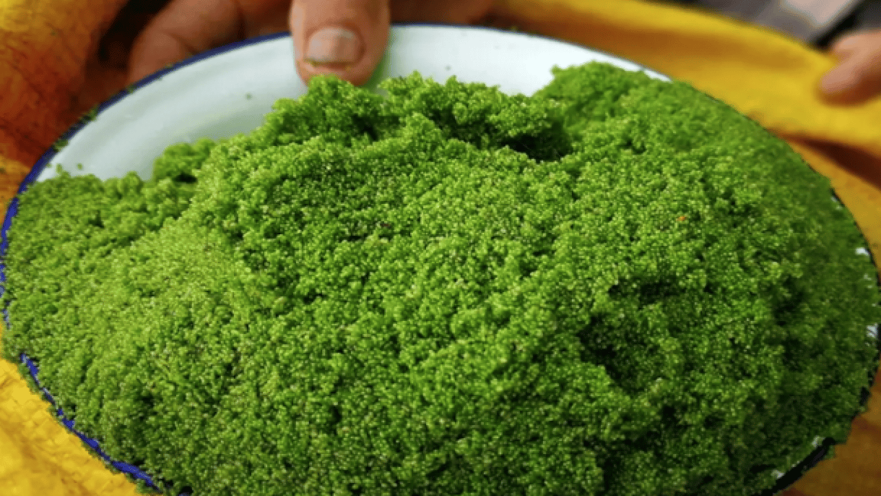 Foto - Ne maydanoz ne marul! Güneydoğu Asya’nın şifa kaynağı keşfedildi artık! Dünyanın en küçük çiçeği…