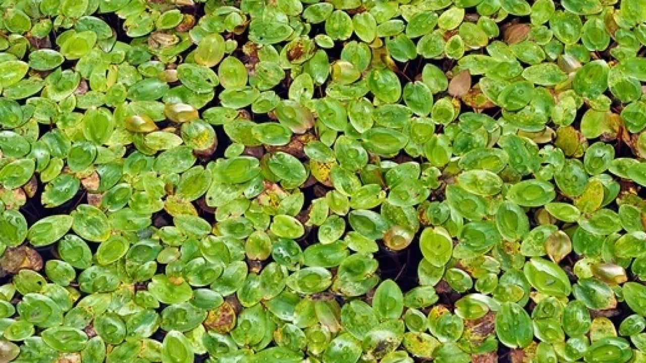 Foto - Ne maydanoz ne marul! Güneydoğu Asya’nın şifa kaynağı keşfedildi artık! Dünyanın en küçük çiçeği…