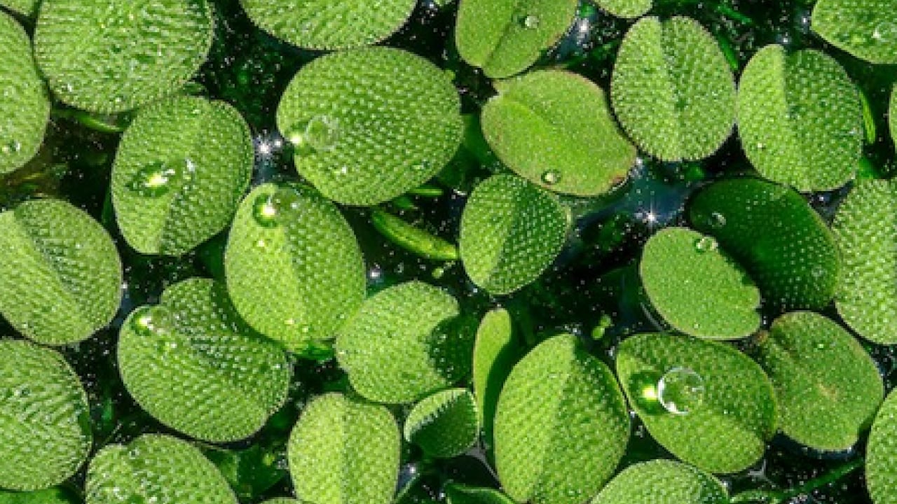 Foto - Ne maydanoz ne marul! Güneydoğu Asya’nın şifa kaynağı keşfedildi artık! Dünyanın en küçük çiçeği…