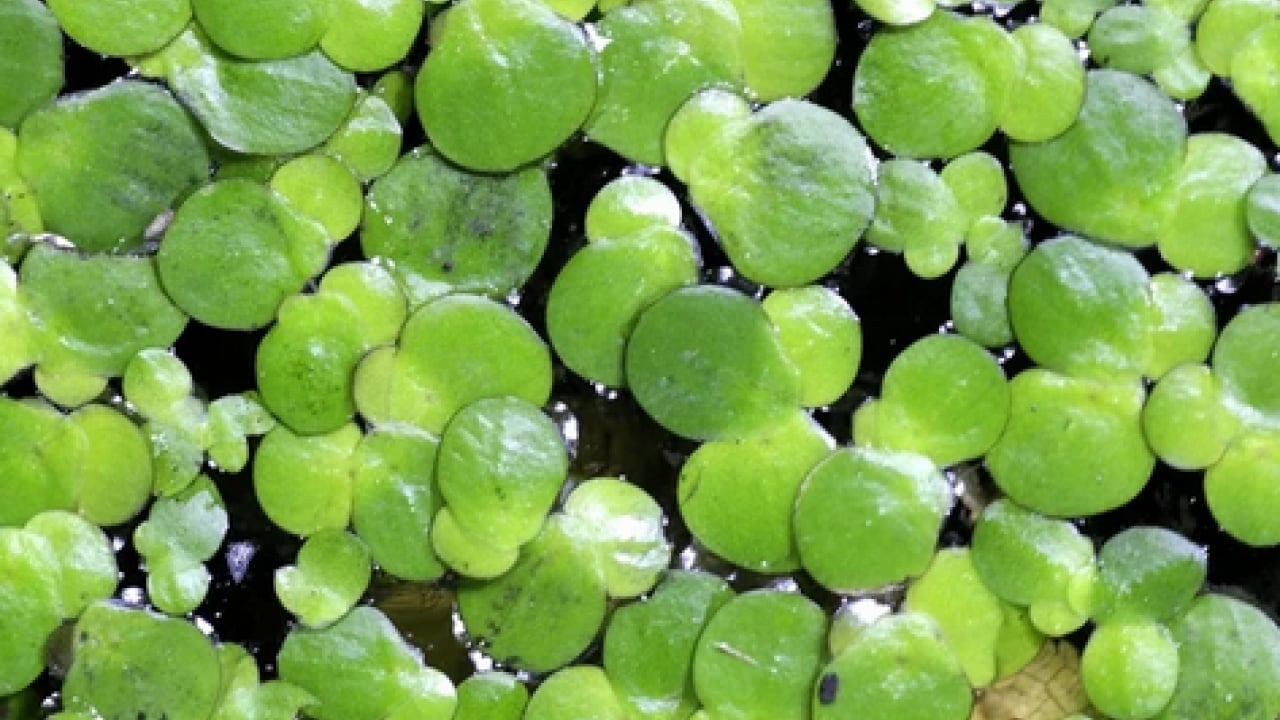 Foto - Ne maydanoz ne marul! Güneydoğu Asya’nın şifa kaynağı keşfedildi artık! Dünyanın en küçük çiçeği…