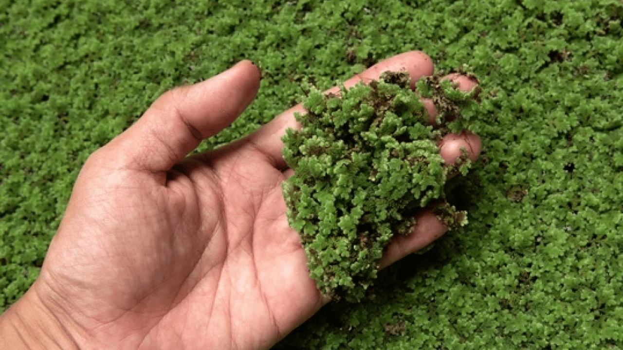 Foto - Ne maydanoz ne marul! Güneydoğu Asya’nın şifa kaynağı keşfedildi artık! Dünyanın en küçük çiçeği…