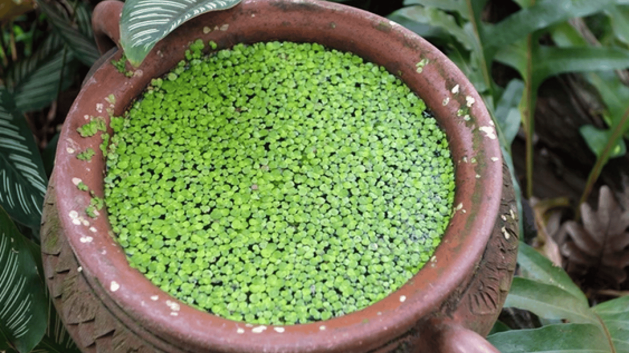 Foto - Ne maydanoz ne marul! Güneydoğu Asya’nın şifa kaynağı keşfedildi artık! Dünyanın en küçük çiçeği…
