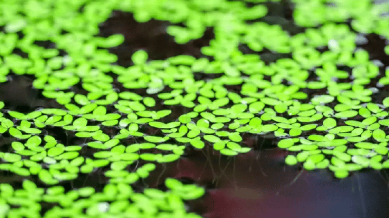 Foto - Ne maydanoz ne marul! Güneydoğu Asya’nın şifa kaynağı keşfedildi artık! Dünyanın en küçük çiçeği…