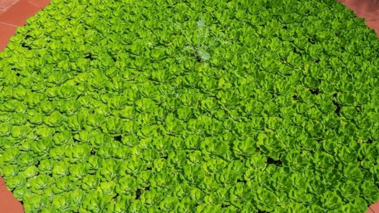 Ne maydanoz ne marul! Güneydoğu Asya’nın şifa kaynağı keşfedildi artık! Dünyanın en küçük çiçeği…