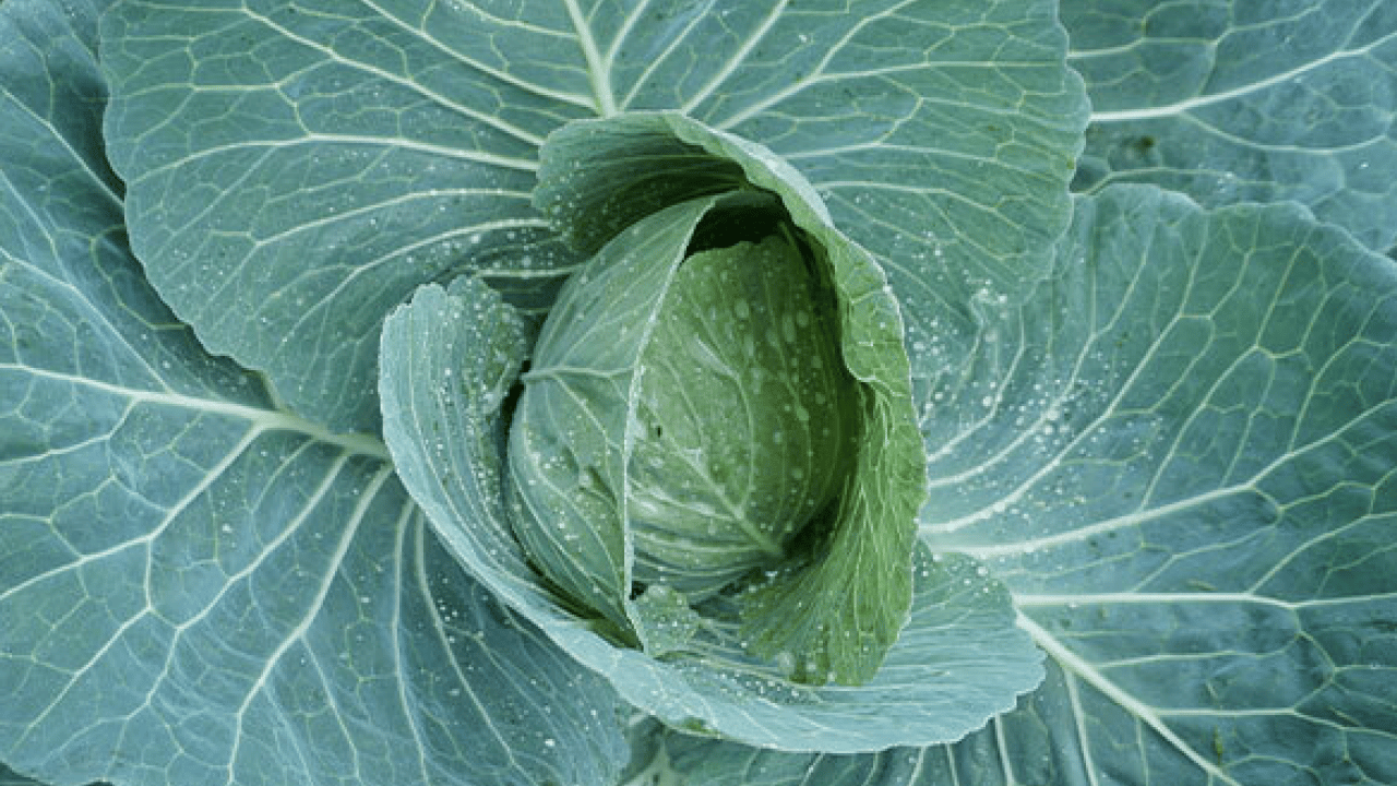 Ne süt ne yoğurt: İşte kemikleri demir gibi yapan yeşillik!