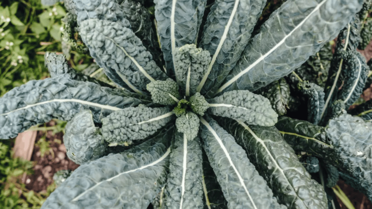 Foto - Ne süt ne yoğurt: İşte kemikleri demir gibi yapan yeşillik!