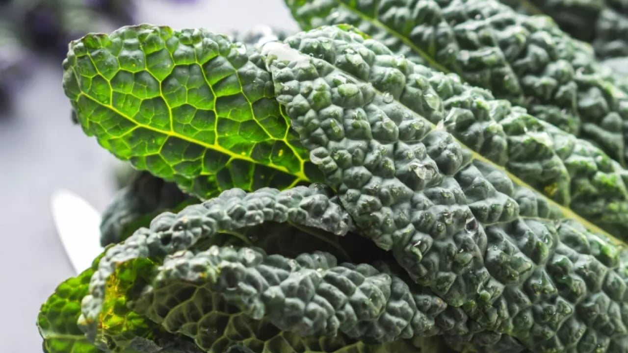 Foto - Ne süt ne yoğurt: İşte kemikleri demir gibi yapan yeşillik!