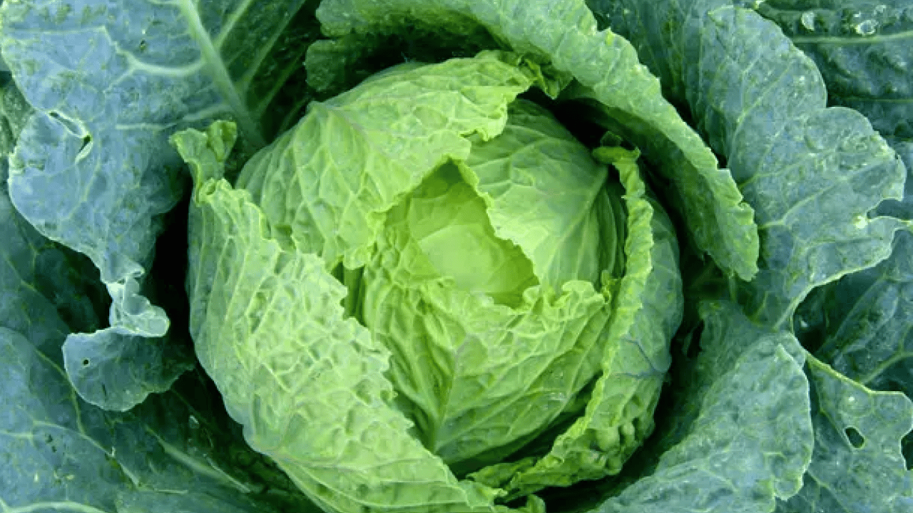 Foto - Ne süt ne yoğurt: İşte kemikleri demir gibi yapan yeşillik!