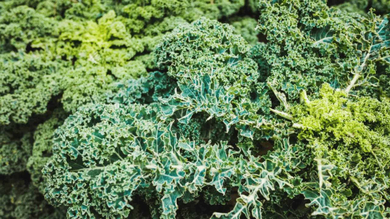 Foto - Ne süt ne yoğurt: İşte kemikleri demir gibi yapan yeşillik!
