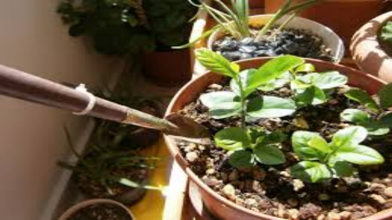 Foto - Ne tarla istiyor ne bahçe: Saksıda yılın 365 günü bedava hasat yapmanın sırrı çözüldü! İşte markete savaş açan yöntem