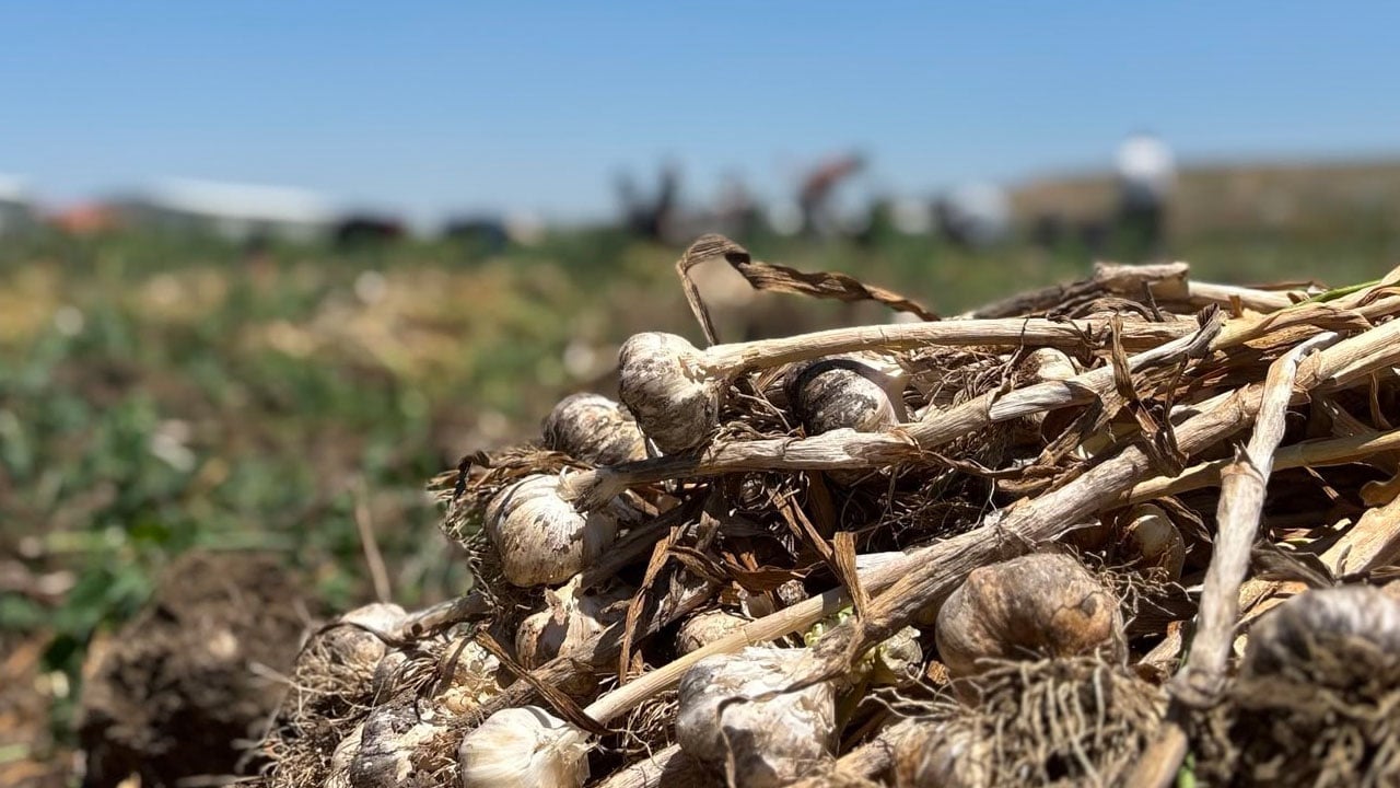 Foto - 'Neden olmasın?' diyerek etki! Tarladan bereket fışkırdı: 350 ton hasat bekliyor