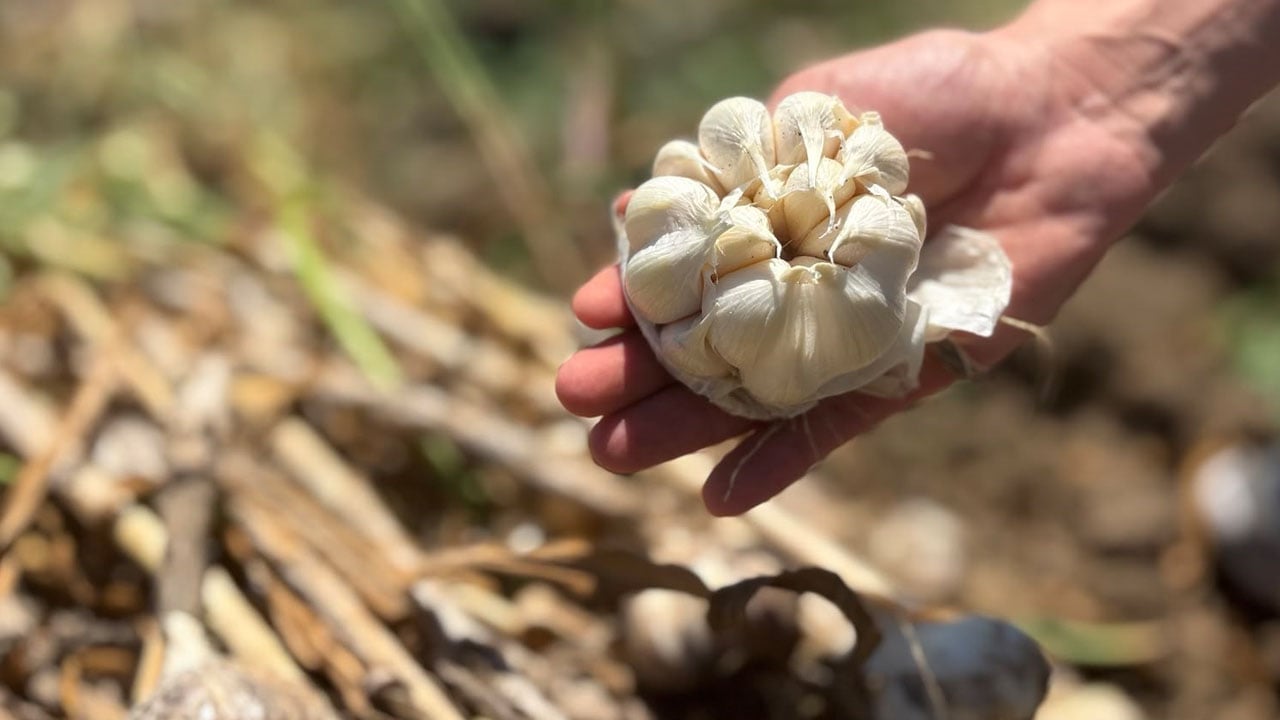 Foto - 'Neden olmasın?' diyerek etki! Tarladan bereket fışkırdı: 350 ton hasat bekliyor