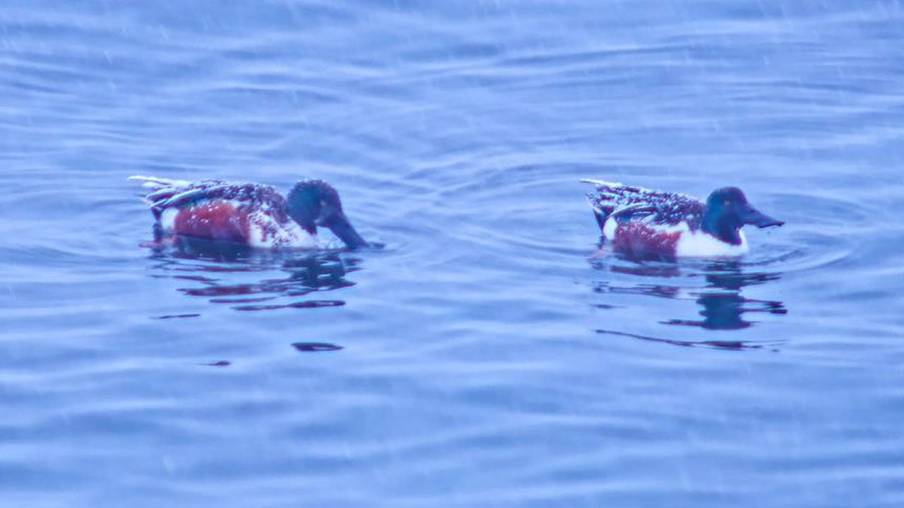 Foto - Nefes kesen tablo! Binlerce kuş aynı anda kıyıya indi
