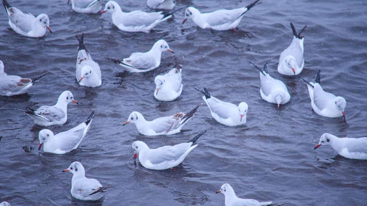 Foto - Nefes kesen tablo! Binlerce kuş aynı anda kıyıya indi