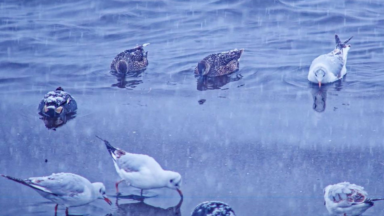 Foto - Nefes kesen tablo! Binlerce kuş aynı anda kıyıya indi