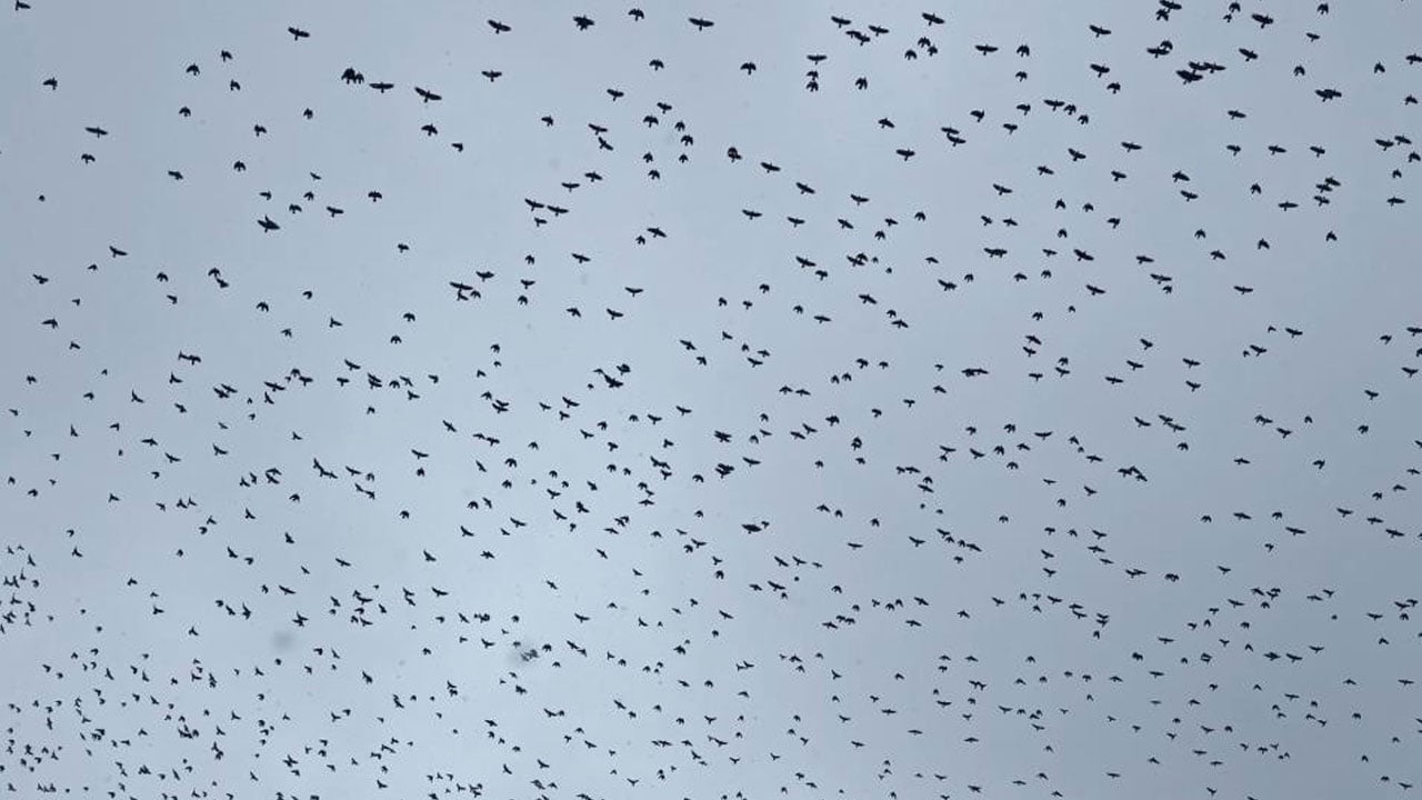 Nefes kesen tablo! Binlerce kuş aynı anda kıyıya indi