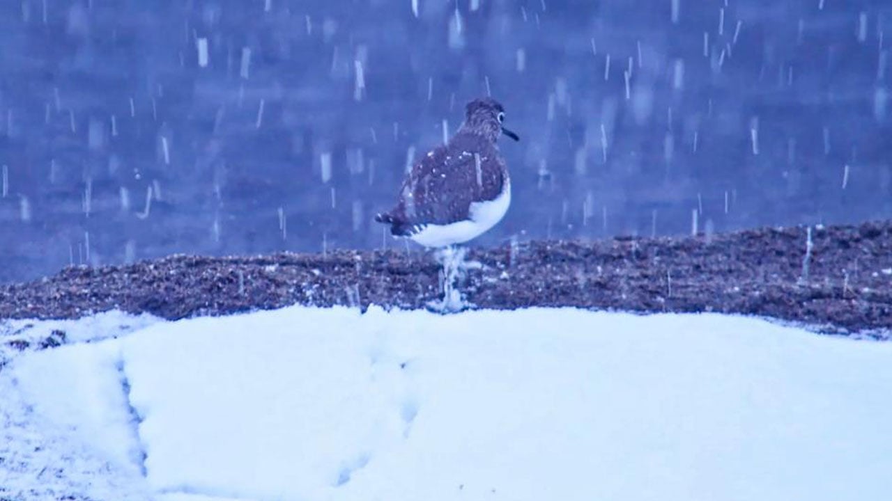 Foto - Nefes kesen tablo! Binlerce kuş aynı anda kıyıya indi