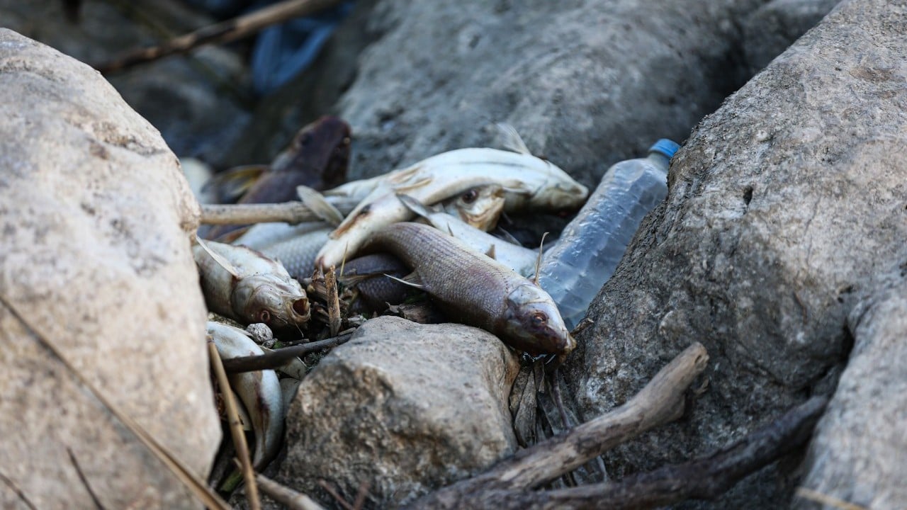 Foto - Nehirde korkutan balık ölümleri: Su siyaha boyandı, ekipler incelemede