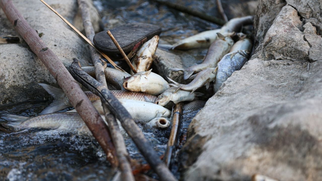 Nehirde korkutan balık ölümleri: Su siyaha boyandı, ekipler incelemede