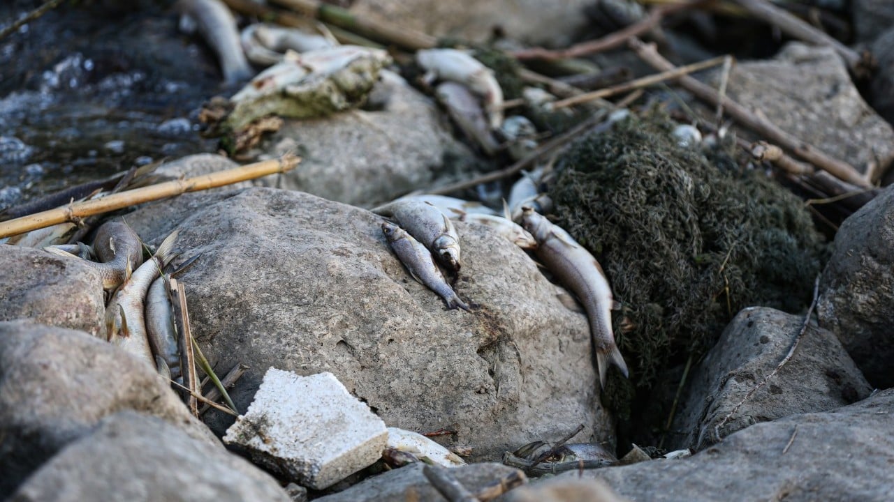 Foto - Nehirde korkutan balık ölümleri: Su siyaha boyandı, ekipler incelemede