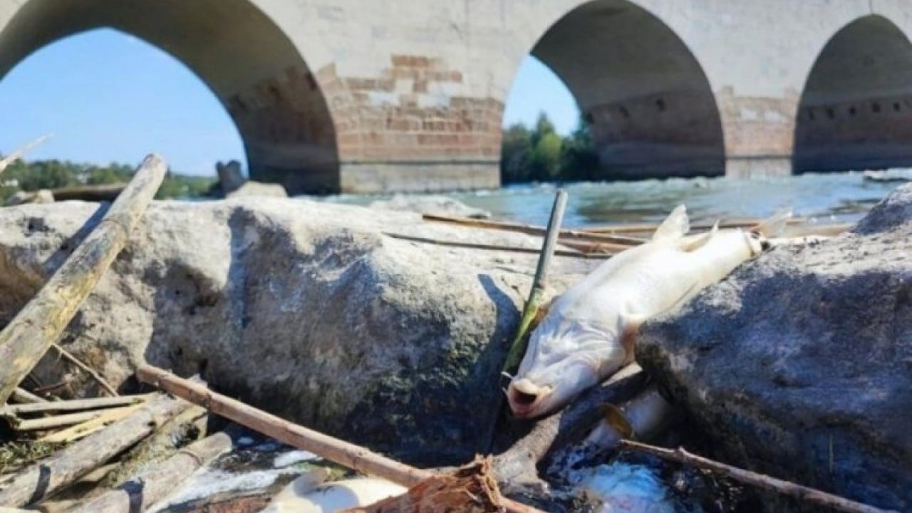 Foto - Nehirde korkutan balık ölümleri: Su siyaha boyandı, ekipler incelemede