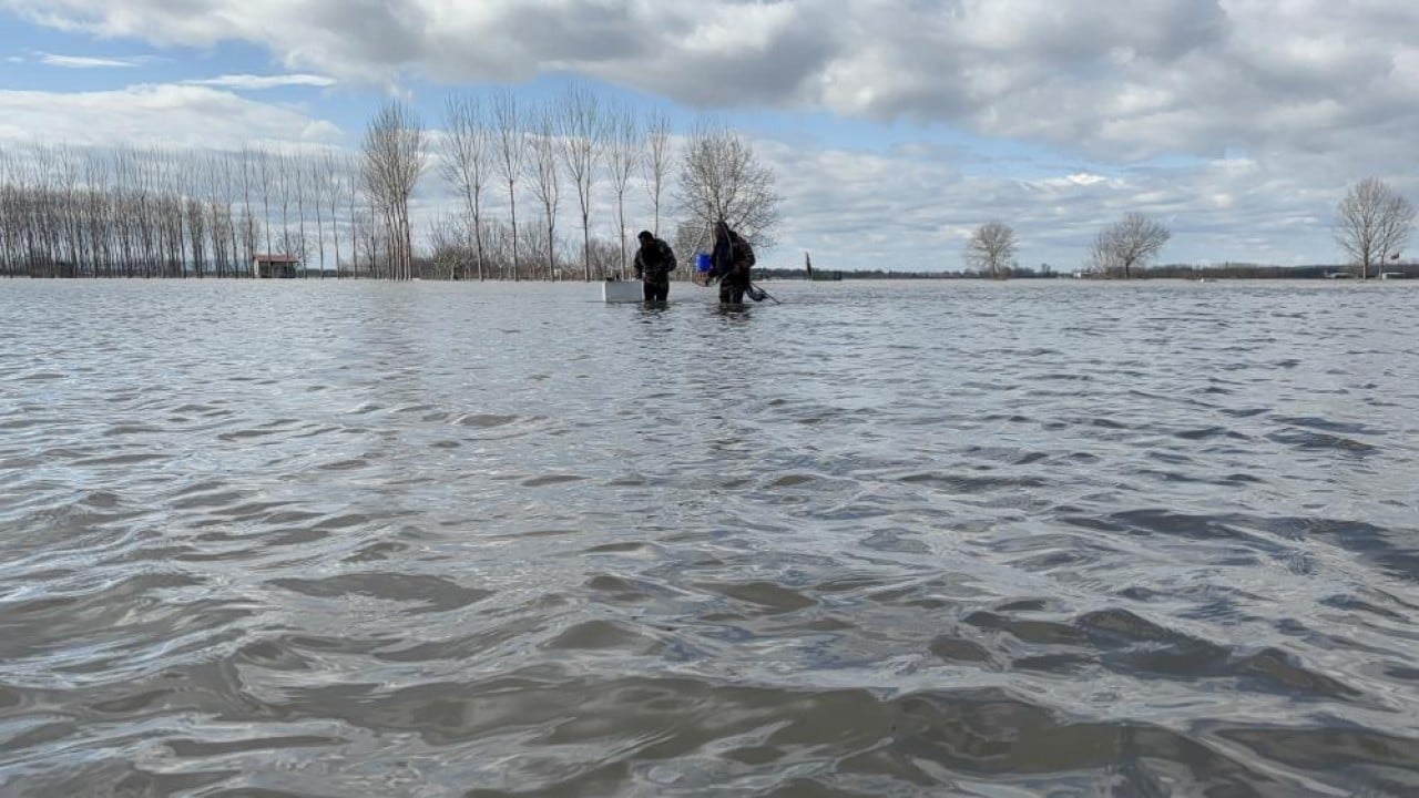 Foto - Nehiri bırakan "sazan" şehre indi