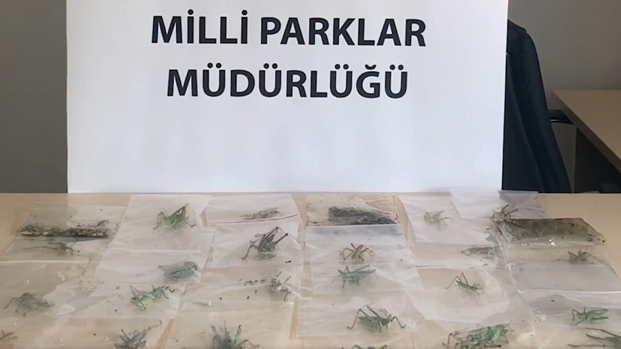 Foto - Nemrut Dağı’nda yasa dışı yollarla çekirge topladılar! O yabancılar öyle bir ceza yedi ki…