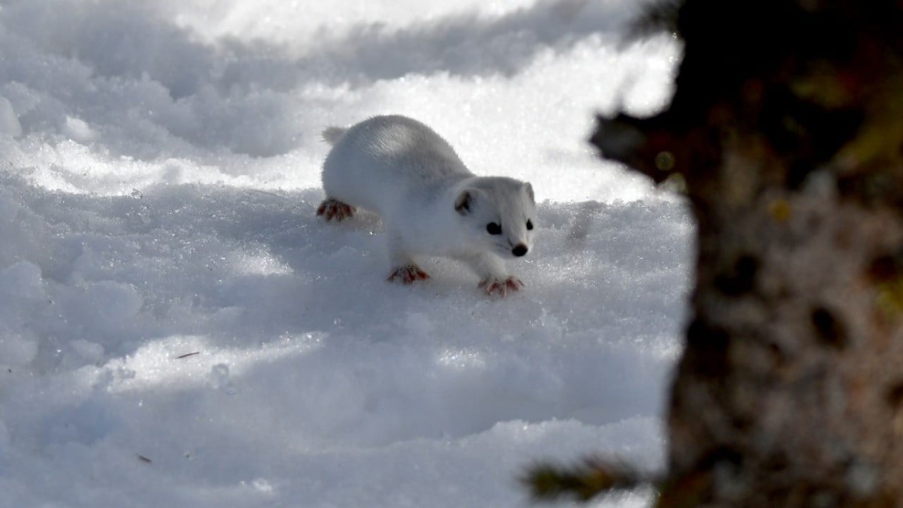 Foto - Nesli koruma altında! Beyaz gelincik o ilimizde görüntülendi