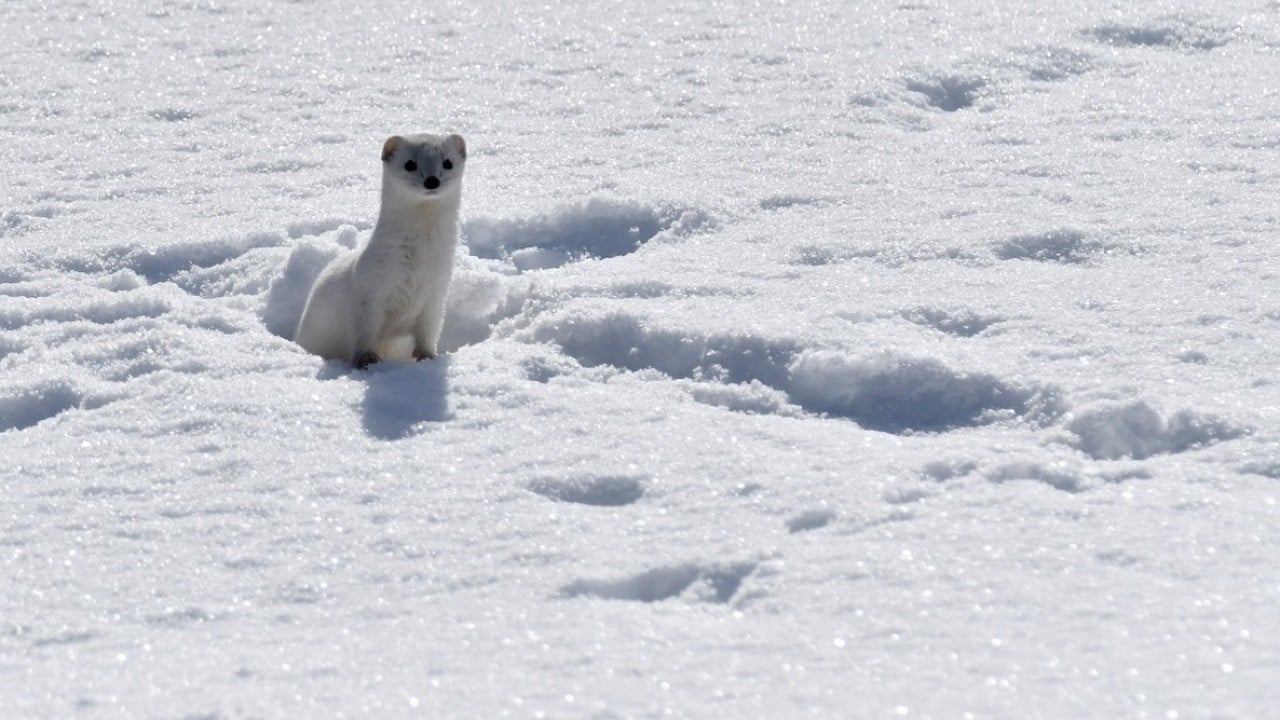 Foto - Nesli koruma altında! Beyaz gelincik o ilimizde görüntülendi