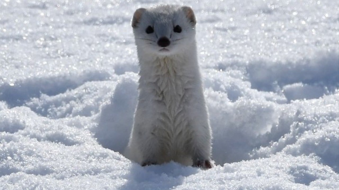 Foto - Nesli koruma altında! Beyaz gelincik o ilimizde görüntülendi